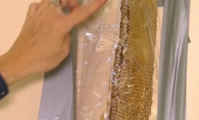 Arılar evi işgal etti