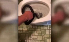 Klozetten dev yılan çıkartıldı