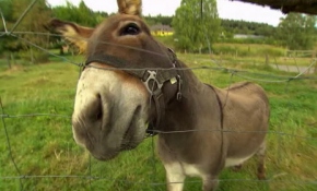 Eşek lüks arabayı ısırdı