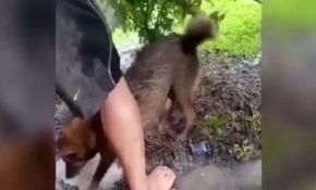 Anne köpeğin yavrusu için çırpınışı