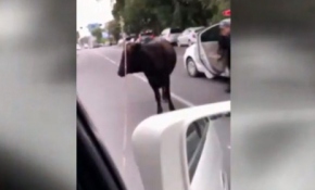 Boğadan öyle bir çifte yedi ki...