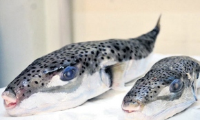 Bodrum'da 'Balon Balığı Sempozyumu'