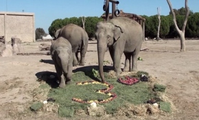 Sevimli fil Deniz 3 yaşında