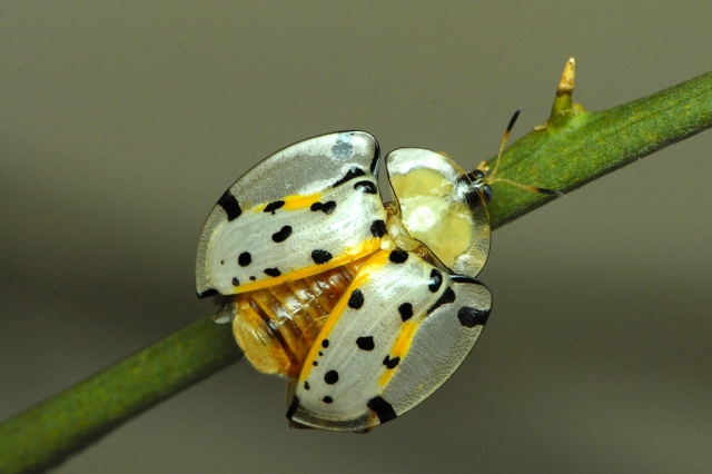 6. Tortoise Shell Beetle