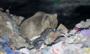 Aç ayının yaptığı şaşırttı