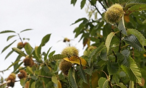 Kestane hasadı başladı
