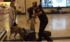 Almanya'dan gelen yolcuların valizlerine köpekli arama