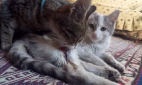 Yaralı kardeşinin başından hiç ayrılmadı