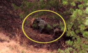 Boz ayıyı vuran kişiye köylünün öfkesi dinmedi