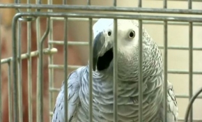 Kur'an-ı Kerim okuyabilen papağan Mudalal herkesi kendine hayran bırakıyor