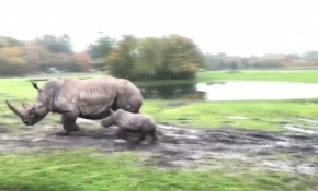 Danimarka'daki hayvanat bahçesinin yeni gözdesi 'bebek gergedan'