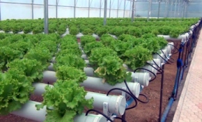 Giresun'un Keşap ilçesinde ilk topraksız marul üretimi yapıldı