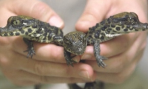 Hayvanat bahçesinin yeni gözdeleri 'cüce timsahlar'