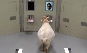 Koyunların güçlü hafızası