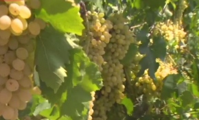 Manisa'da yeni üzüm çeşitleri