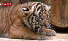 Malayan kaplanları hayata tutunmayı başardı