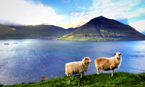 Faroe Adaları’nın kameraman koyunları