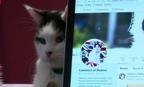 İngiltere'nin diplomat kedisi