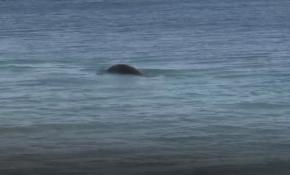 Akdeniz Fokları, Konyaaltı Plajı'nda