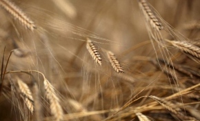 Buğdayın atası "Siyez"