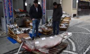 Lüleburgaz'da dev köpekbalığı