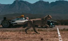 Çita, Formula E aracına karşı