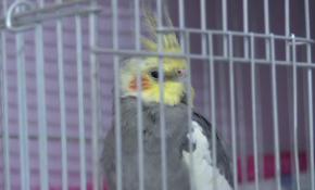 Papağan "Türkiyem" türküsünü ıslıkla çalıyor