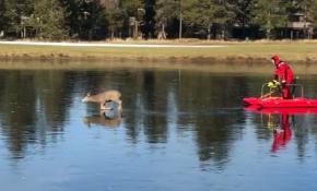 ABD'de geyik kurtarma operasyonunda nefesler tutuldu