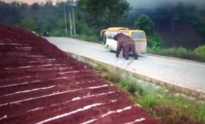 Çin'in Yunnan eyaletinde, fil otobüse ve kamyonete saldırdı