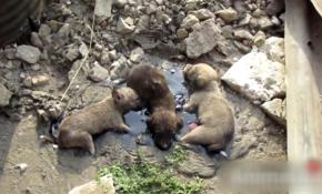 Hindistan'da yavru köpekleri gönüllüler kurtardı