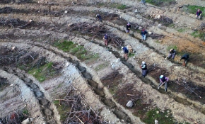 Yazın yanan ormanlık alanlar baharda yeşerecek