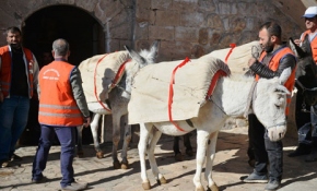 Kadrolu eşekler törenle emekli oldu