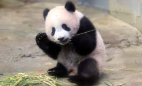 Japonya'nın yavru pandası ilk kez kamera karşısında