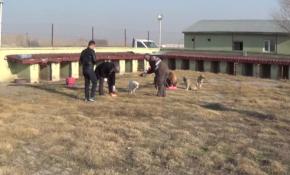 Iğdır'da sokak köpekleri aşılanıyor, parazit taraması yapılıyor