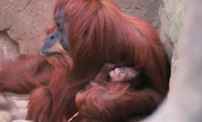Dünyanın değişik hayvanat bahçelerinden manzaralar