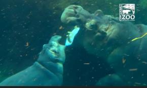 Yavru su aygırının mutluluğu