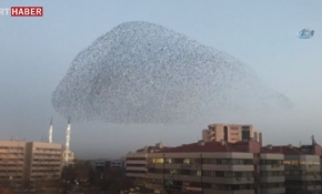 Konya’da sığırcık kuşlarının havadaki dansı büyüledi