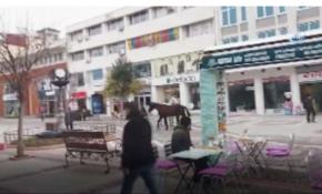 Edirne caddelerinde 5 başıboş at çarşının göbeğinde turladı