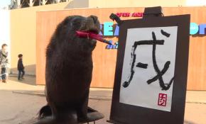 Deniz aslanının kaligrafi becerisi görenleri şaşırtıyor