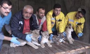 Kayseri Hayvanat Bahçesi'nin yeni sakinleri