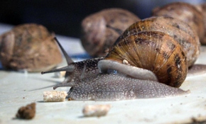 Türkiye'nin ilk salyangoz üretim çiftliği
