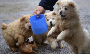 Edirne Emniyet Müdürlüğü sınırdan kaçak şekilde sokulmaya çalışılan yavru köpeklere el koydu