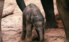 Belçika'da yeni doğan fil, ilgi odağı oldu