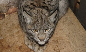 Öğrenci yurdunun bahçesine giren vaşak doğaya salındı