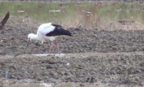 Baharı yaşayan Gazipaşa'ya ilk leylek iki ay önceden geldi