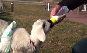 Altı bezleniyor, biberonla besleniyor, oyun oynuyor