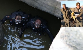 Kanalda mahsur kalan karabataklar kurtarıldı