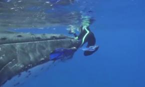 Balina hayat kurtardı