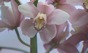 İstanbul'daki 35 yıllık orkide çiftliği