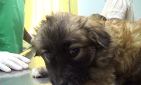 Hayvanlara işkence edenlere hapis cezası geliyor.